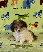 Rascal, a male Poodle - Toy  for sale in Fitzgerald, GA – 6 of 10