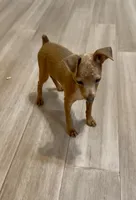 Addie, a female Miniature Pinscher for sale in Fitzgerald, GA – 2 of 3