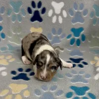 Longhair Dandy, a male Miniature Dachshund for sale in Fitzgerald, GA – 2 of 6