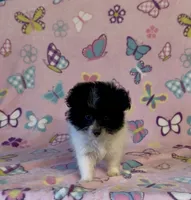 Kenya, a female Pomapoo for sale in Fitzgerald, GA – 7 of 7