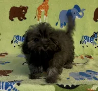 Rusty, a male Maltipoo for sale in Fitzgerald, GA – 3 of 10