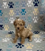 Garth, a male Poodle - Toy  for sale in Fitzgerald, GA – 7 of 10
