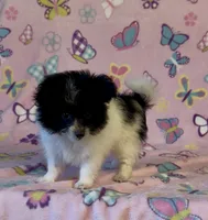 Kenya, a female Pomapoo for sale in Fitzgerald, GA – 3 of 7