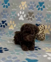 Raney, a female Poodle - Toy  for sale in Fitzgerald, GA – 1 of 4