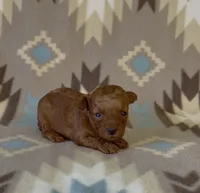 Pixie, a female Poodle - Toy  for sale in Fitzgerald, GA – 3 of 8