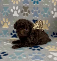 Raney, a female Poodle - Toy  for sale in Fitzgerald, GA – 3 of 4