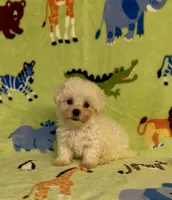 Ricky, a male Maltipoo for sale in Fitzgerald, GA – 4 of 4