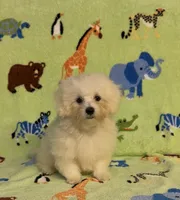 Ricky, a male Maltipoo for sale in Fitzgerald, GA – 6 of 7