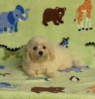 Risa , a female Maltipoo for sale in Fitzgerald, GA – 6 of 6