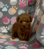 Fancy, a female Poodle - Toy  for sale in Fitzgerald, GA – 3 of 6