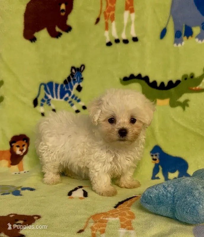 Ricky – Maltipoo puppy for sale in Fitzgerald, GA