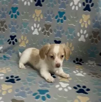 Longhair Andy, a male Miniature Dachshund for sale in Fitzgerald, GA – 4 of 4