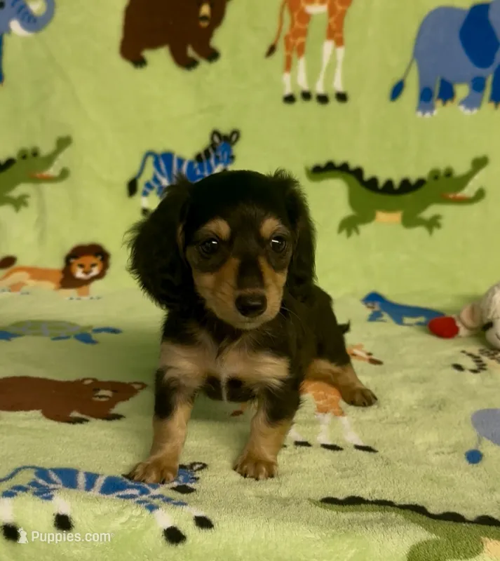 Longhair Daisy – Miniature Dachshund puppy for sale in Fitzgerald, GA