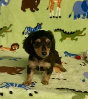 Longhair Daisy, a female Miniature Dachshund for sale in Fitzgerald, GA – 1 of 8