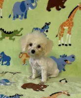 Royal, a male Maltipoo for sale in Fitzgerald, GA – 8 of 10