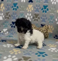 Rosey , a female Poodle - Toy  for sale in Fitzgerald, GA – 2 of 4