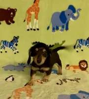 Longhair Dusty, a male Miniature Dachshund for sale in Fitzgerald, GA – 3 of 7