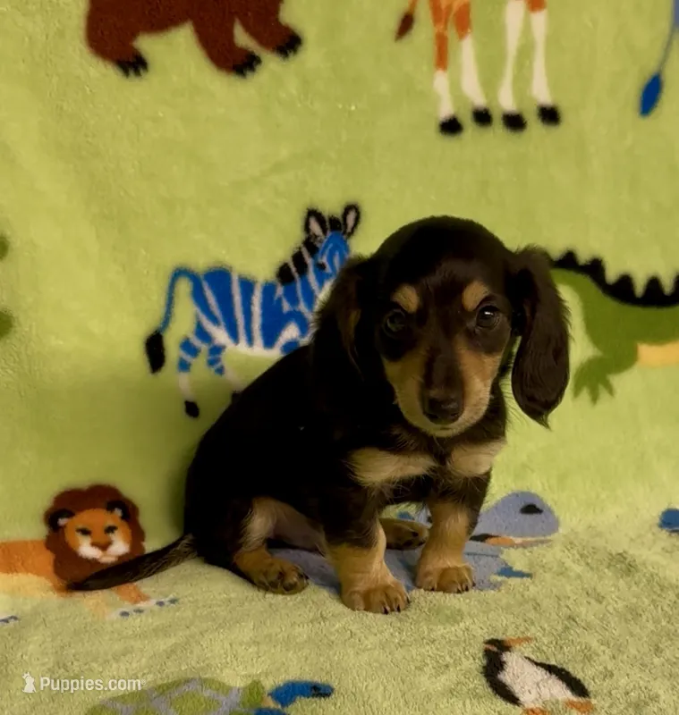 Longhair Dusty – Miniature Dachshund puppy for sale in Fitzgerald, GA