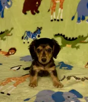 Longhair Danny, a male Miniature Dachshund for sale in Fitzgerald, GA – 8 of 8