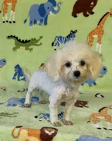 Royal, a male Maltipoo for sale in Fitzgerald, GA – 10 of 10