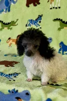 Rosey , a female Poodle - Toy  for sale in Fitzgerald, GA – 4 of 7