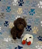 Rolo, a female Poodle - Toy  for sale in Fitzgerald, GA – 3 of 7