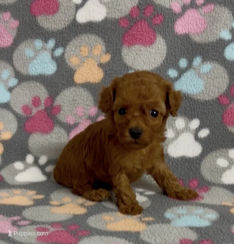 Faith – Poodle - Toy  puppy for sale in Fitzgerald, GA