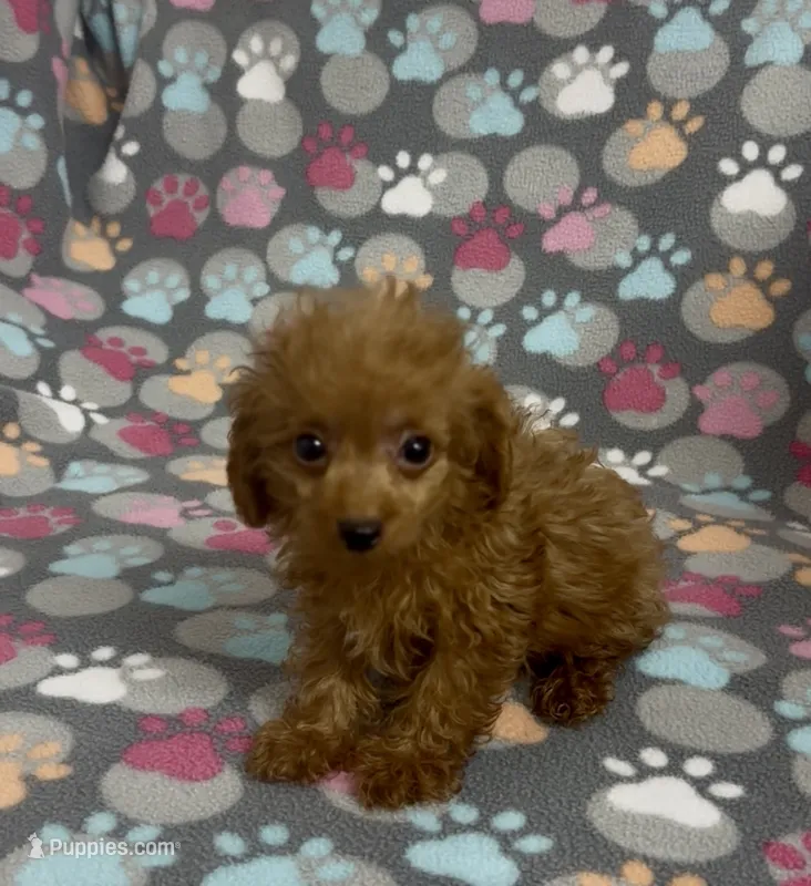Tiny Flame – Poodle - Toy  puppy for sale in Fitzgerald, GA