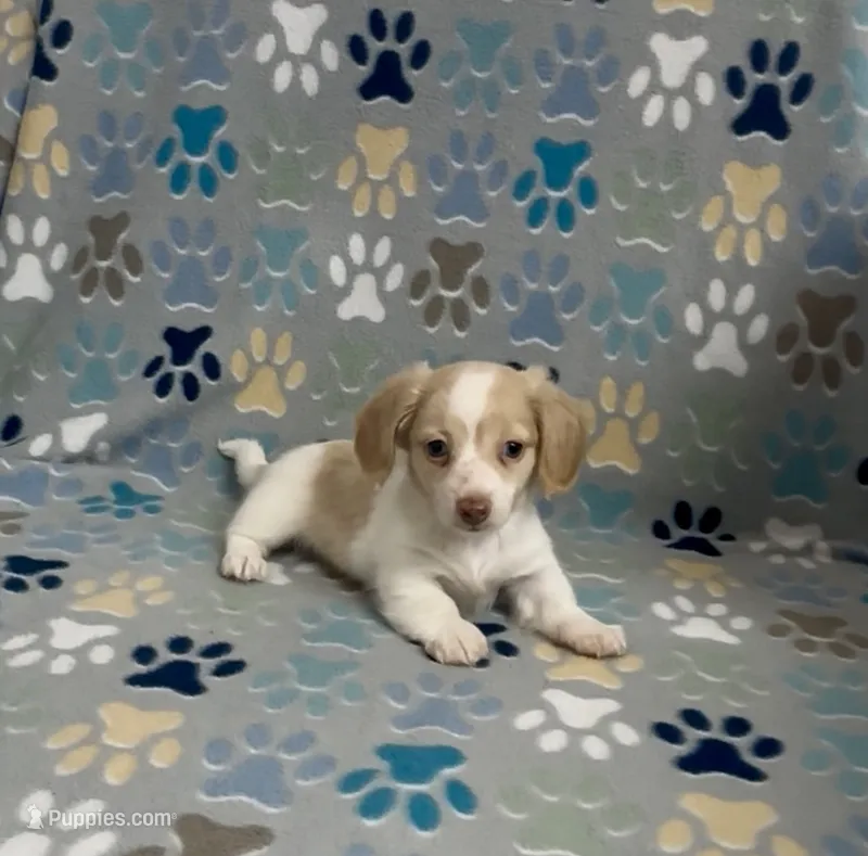 Longhair Andy – Miniature Dachshund puppy for sale in Fitzgerald, GA