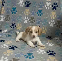 Longhair Andy, a male Miniature Dachshund for sale in Fitzgerald, GA – 1 of 4