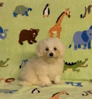 Ricky, a male Maltipoo for sale in Fitzgerald, GA – 3 of 7