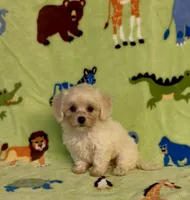 Royal, a male Maltipoo for sale in Fitzgerald, GA – 3 of 10