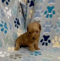 Gage, a male Poodle - Toy  for sale in Fitzgerald, GA – 4 of 8