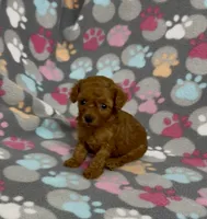 Faith, a female Poodle - Toy  for sale in Fitzgerald, GA – 2 of 5