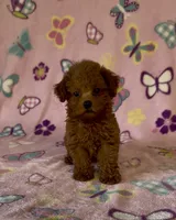 Tiny Pixie, a female Poodle - Toy  for sale in Fitzgerald, GA – 5 of 8