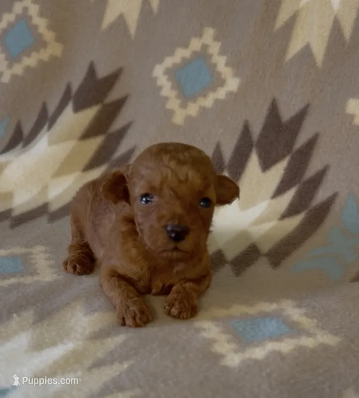 Pixie – Poodle - Toy  puppy for sale in Fitzgerald, GA