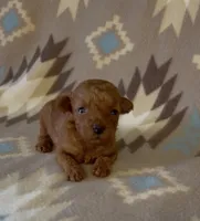 Pixie, a female Poodle - Toy  for sale in Fitzgerald, GA – 1 of 8