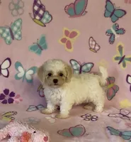 Risa , a female Maltipoo for sale in Fitzgerald, GA – 6 of 10