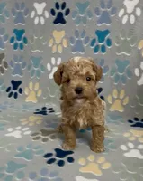 Garth, a male Poodle - Toy  for sale in Fitzgerald, GA – 10 of 10