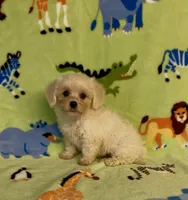 Royal, a male Maltipoo for sale in Fitzgerald, GA – 4 of 10