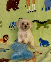 Royal, a male Maltipoo for sale in Fitzgerald, GA – 5 of 10