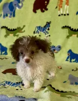 Rascal, a male Poodle - Toy  for sale in Fitzgerald, GA – 4 of 10