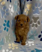 Tiny Flame, a male Poodle - Toy  for sale in Fitzgerald, GA – 4 of 10