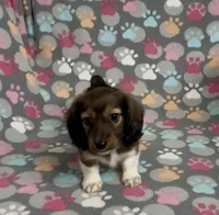 Longhair Pascal, a male Miniature Dachshund for sale in Fitzgerald, GA – Photo 7 of 7