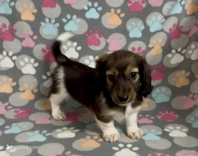 Longhair Pascal – Miniature Dachshund puppy for sale in Fitzgerald, GA