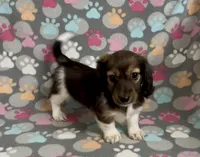 Longhair Pascal, a male Miniature Dachshund for sale in Fitzgerald, GA – Photo 1 of 7