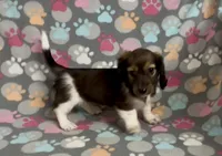 Longhair Pascal, a male Miniature Dachshund for sale in Fitzgerald, GA – Photo 6 of 7