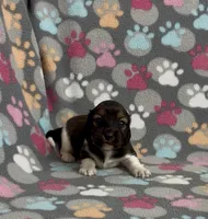 Longhair Pascal, a male Miniature Dachshund for sale in Fitzgerald, GA – Photo 5 of 7