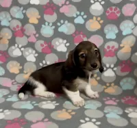 Longhair Pascal, a male Miniature Dachshund for sale in Fitzgerald, GA – Photo 3 of 7