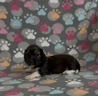 Longhair Pascal, a male Miniature Dachshund for sale in Fitzgerald, GA – Photo 7 of 7